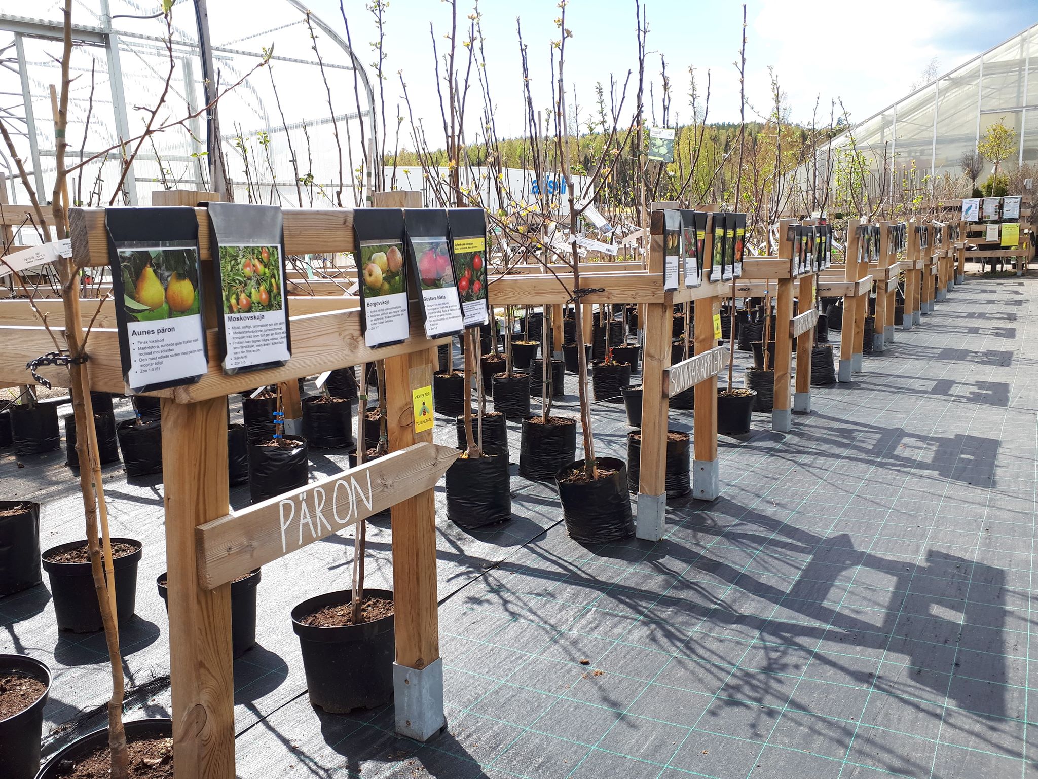 Årets plantskolesortiment