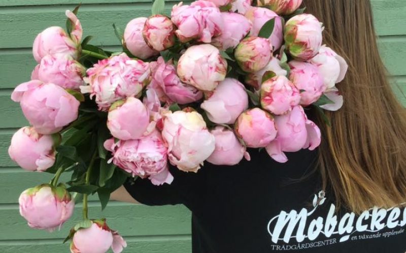 101426437_3499200753423570_2530736181256126464_n