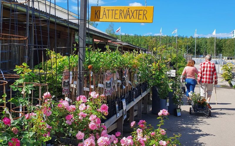 populära handelsträdgård i Hälsingland